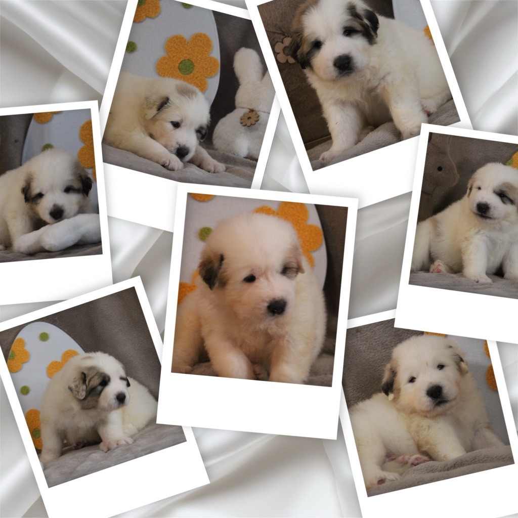 Chiots mâles disponibles 