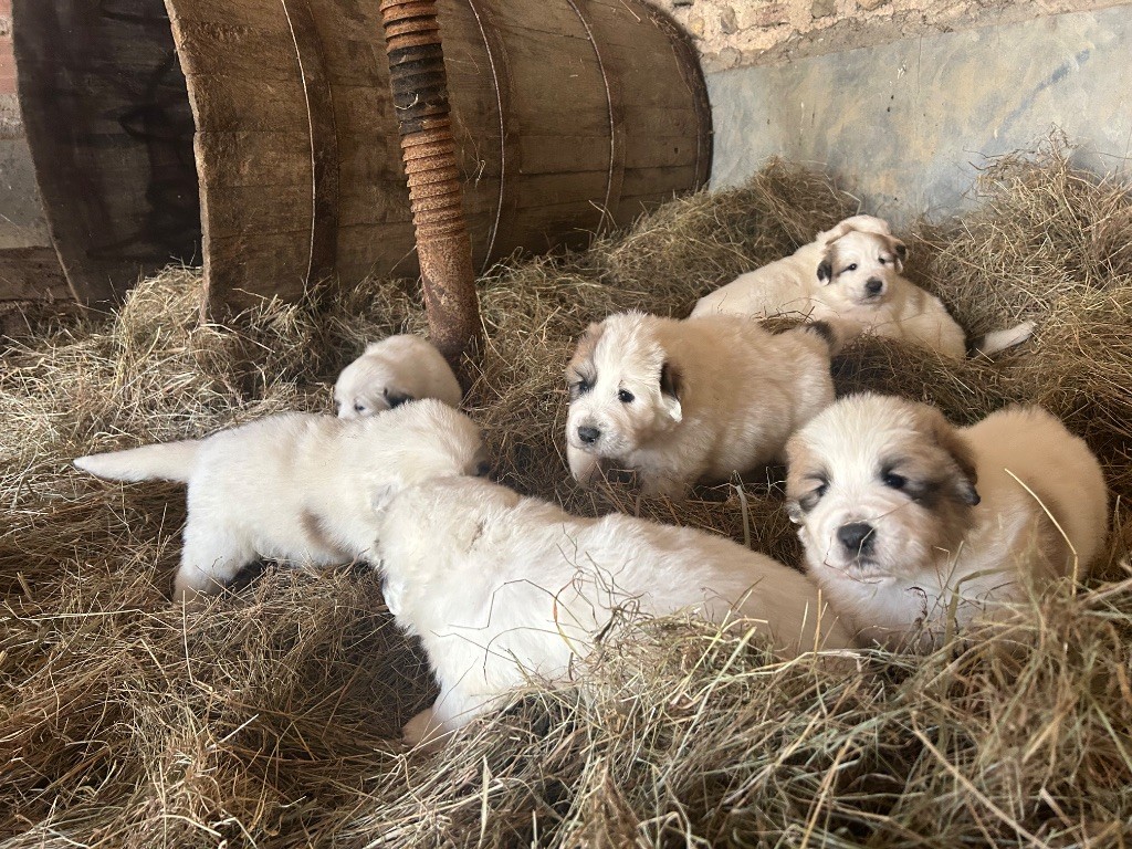 Chiots mâles disponibles à la l?élevage du Néouvielle 