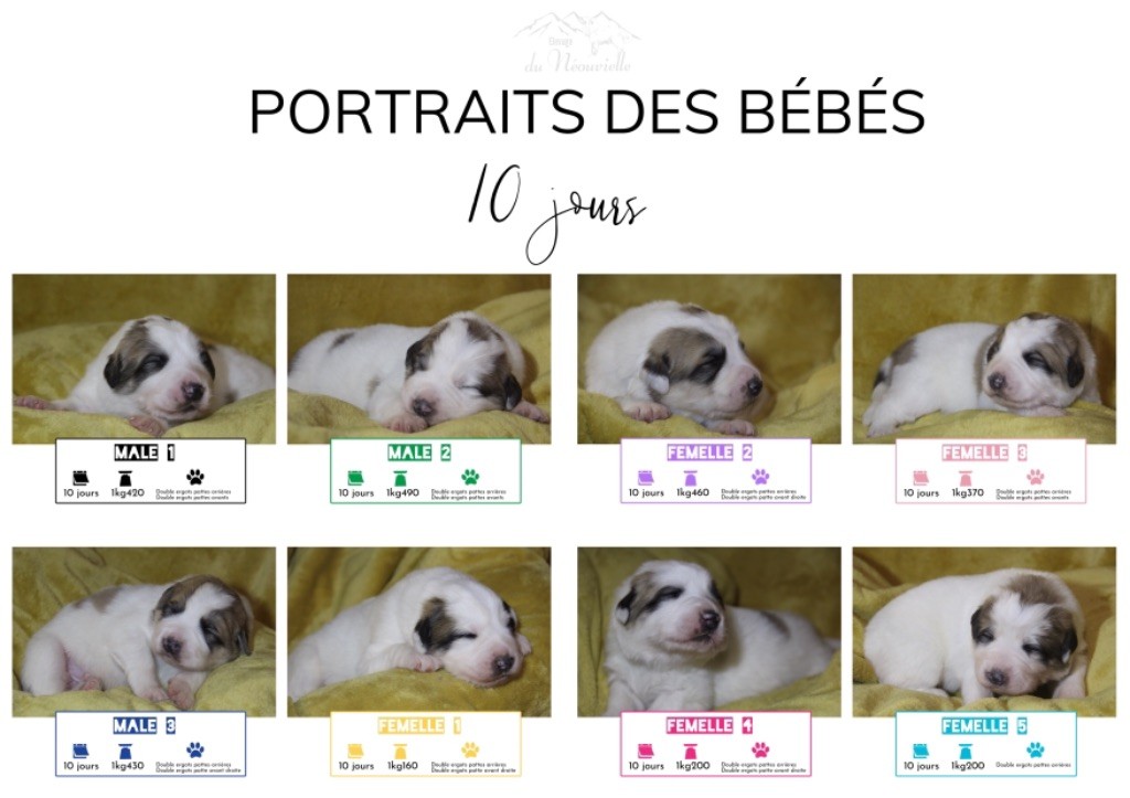 Du neouvielle - Portraits de nos bébés à 10 jours