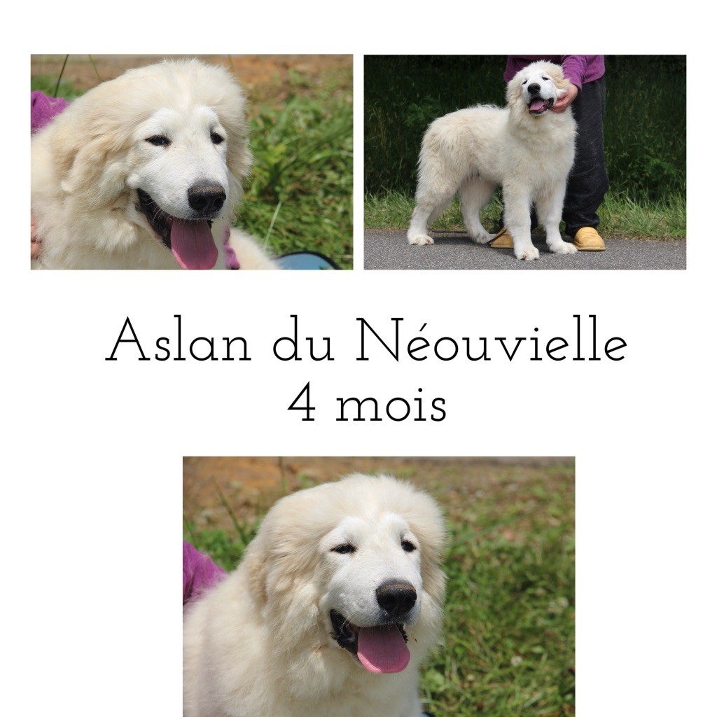 Chiot mâle de 4 mois disponible 